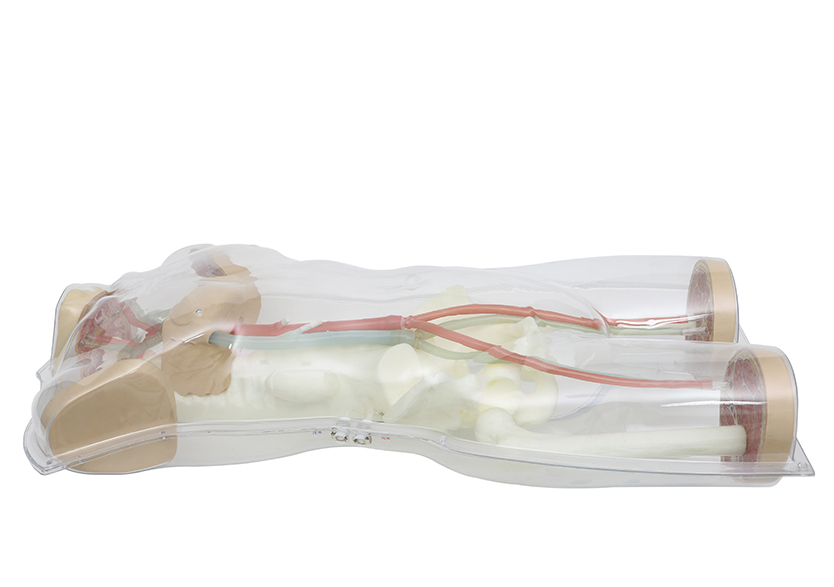 全身血液循環(huán)模型