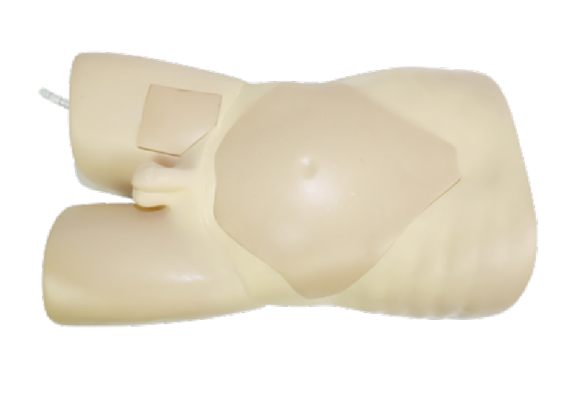 超聲引導下股動(dòng)靜脈穿刺及腹穿模型